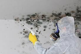 Best Mold Prevention Services  in New Bremen, OH